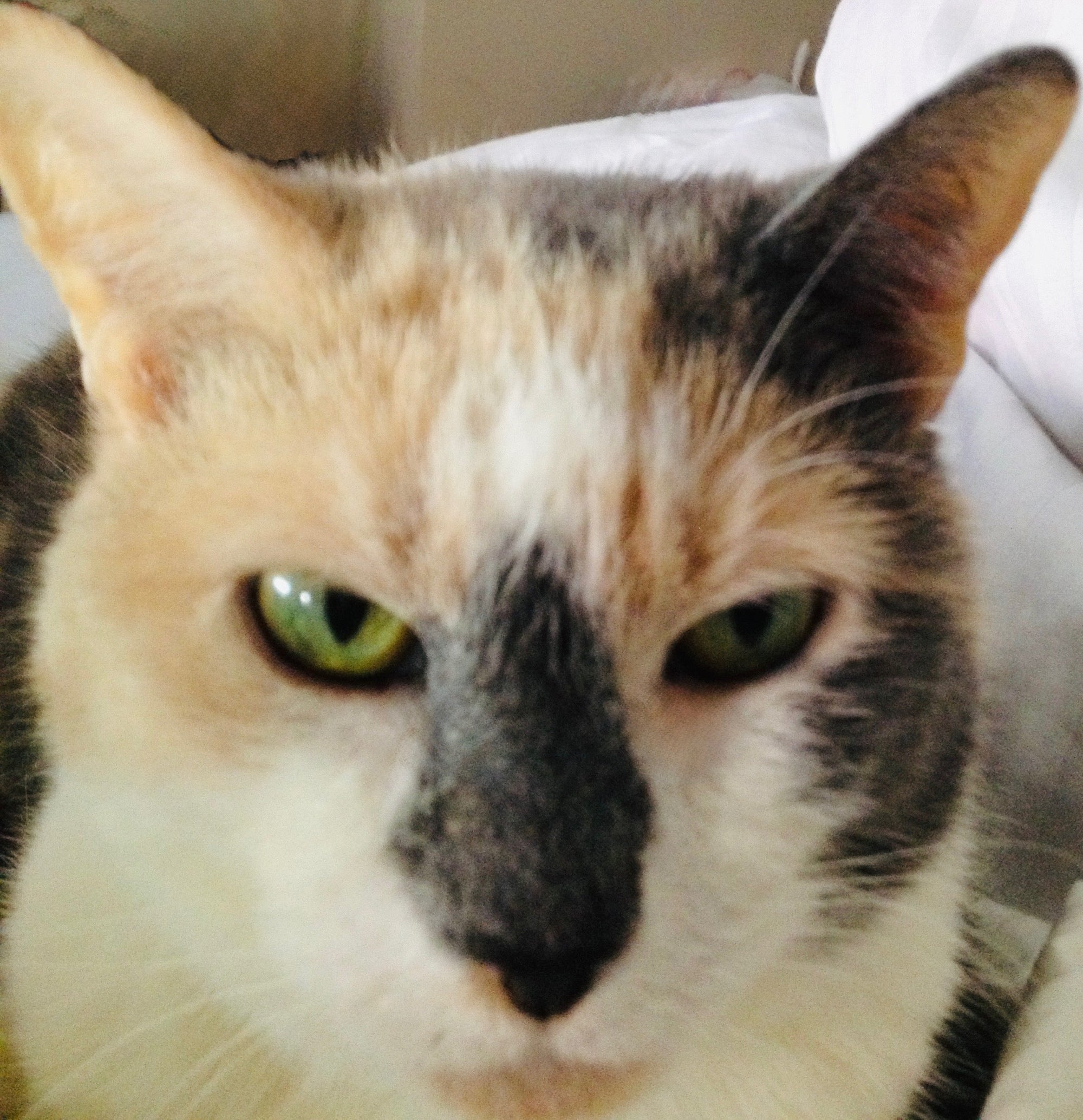 How a Street Cat Named Myrna Changed Everything