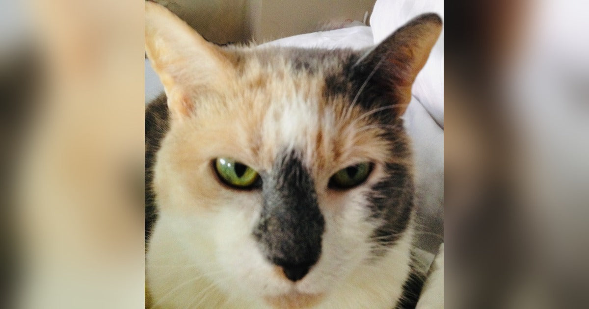 Close-up of Myrna, a calico cat with green eyes and a black patch on her nose, looking at the camera